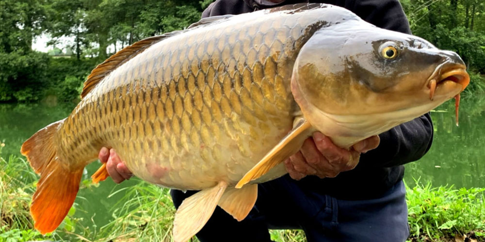 carp fishing